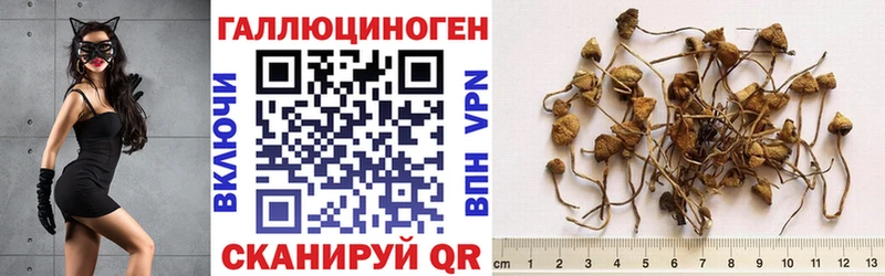 Псилоцибиновые грибы мицелий  Протвино 